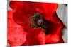 Red Poppy I-Brian Moore-Mounted Photographic Print