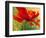 Red Poppy I-Marion Rose-Framed Giclee Print