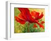 Red Poppy I-Marion Rose-Framed Giclee Print