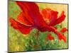 Red Poppy I-Marion Rose-Mounted Giclee Print