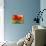 Red Poppy I-Marion Rose-Mounted Giclee Print displayed on a wall