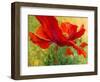 Red Poppy I-Marion Rose-Framed Premium Giclee Print