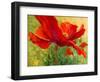 Red Poppy I-Marion Rose-Framed Premium Giclee Print