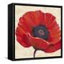 Red Poppy I-Tim OToole-Framed Stretched Canvas