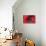 Red Poppy II-Brian Moore-Stretched Canvas displayed on a wall