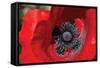 Red Poppy II-Brian Moore-Framed Stretched Canvas