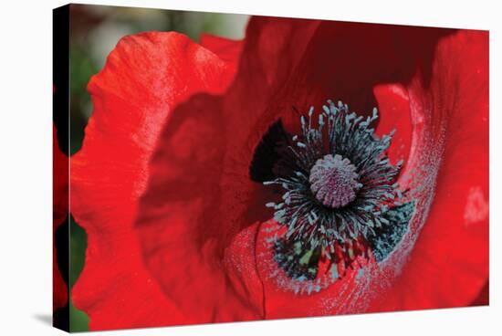 Red Poppy II-Brian Moore-Stretched Canvas