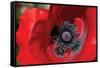 Red Poppy II-Brian Moore-Framed Stretched Canvas