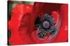 Red Poppy II-Brian Moore-Stretched Canvas