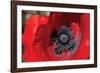 Red Poppy II-Brian Moore-Framed Premium Photographic Print