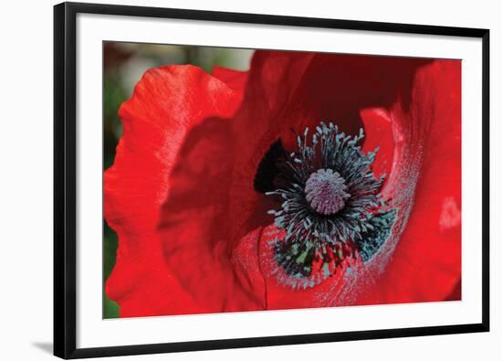 Red Poppy II-Brian Moore-Framed Premium Photographic Print