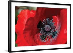 Red Poppy II-Brian Moore-Framed Premium Photographic Print