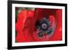 Red Poppy II-Brian Moore-Framed Premium Photographic Print