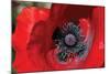 Red Poppy II-Brian Moore-Mounted Premium Photographic Print