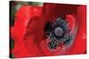 Red Poppy II-Brian Moore-Stretched Canvas