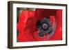 Red Poppy II-Brian Moore-Framed Photographic Print