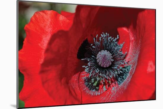 Red Poppy II-Brian Moore-Mounted Photographic Print