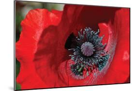 Red Poppy II-Brian Moore-Mounted Photographic Print