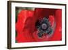 Red Poppy II-Brian Moore-Framed Photographic Print