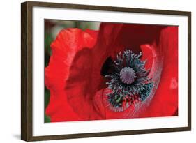 Red Poppy II-Brian Moore-Framed Photographic Print
