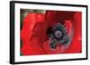 Red Poppy II-Brian Moore-Framed Photographic Print