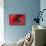 Red Poppy II-Brian Moore-Mounted Photographic Print displayed on a wall