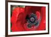 Red Poppy II-Brian Moore-Framed Photographic Print