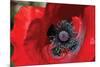 Red Poppy II-Brian Moore-Mounted Photographic Print