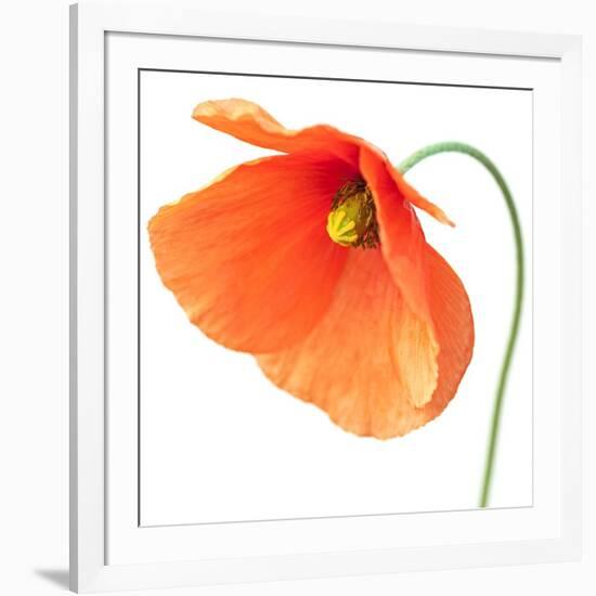 Red Poppy On White 01-Tom Quartermaine-Framed Giclee Print