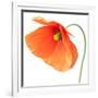 Red Poppy On White 01-Tom Quartermaine-Framed Giclee Print