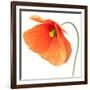 Red Poppy On White 01-Tom Quartermaine-Framed Giclee Print