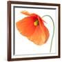 Red Poppy On White 01-Tom Quartermaine-Framed Giclee Print