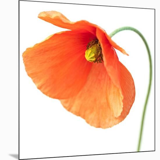 Red Poppy On White 01-Tom Quartermaine-Mounted Giclee Print