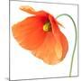 Red Poppy On White 01-Tom Quartermaine-Mounted Giclee Print