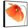 Red Poppy On White 01-Tom Quartermaine-Framed Stretched Canvas