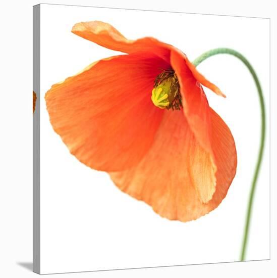 Red Poppy On White 01-Tom Quartermaine-Stretched Canvas