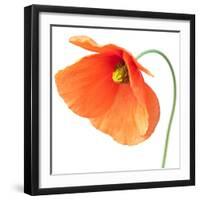 Red Poppy On White 01-Tom Quartermaine-Framed Giclee Print