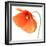 Red Poppy On White 01-Tom Quartermaine-Framed Giclee Print