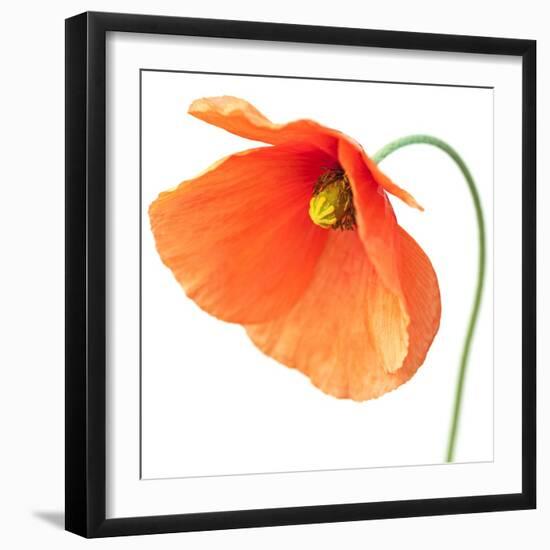 Red Poppy On White 01-Tom Quartermaine-Framed Giclee Print