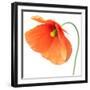 Red Poppy On White 01-Tom Quartermaine-Framed Giclee Print