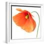 Red Poppy On White 01-Tom Quartermaine-Framed Giclee Print