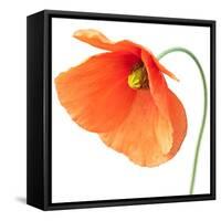 Red Poppy On White 01-Tom Quartermaine-Framed Stretched Canvas