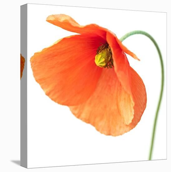 Red Poppy On White 01-Tom Quartermaine-Stretched Canvas