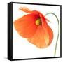 Red Poppy On White 01-Tom Quartermaine-Framed Stretched Canvas