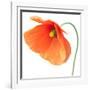 Red Poppy On White 01-Tom Quartermaine-Framed Premium Giclee Print