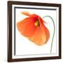 Red Poppy On White 01-Tom Quartermaine-Framed Premium Giclee Print