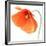 Red Poppy On White 01-Tom Quartermaine-Framed Premium Giclee Print