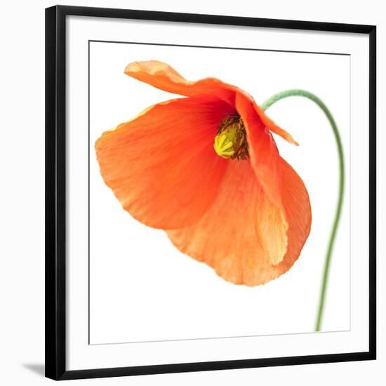 Red Poppy On White 01-Tom Quartermaine-Framed Premium Giclee Print