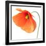 Red Poppy On White 01-Tom Quartermaine-Framed Premium Giclee Print