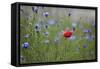 Red Poppy (Papaver Rhoeas) Brown Knapweed (Centaurea Jacea) and Forking Larkspur, Slovakia-Wothe-Framed Stretched Canvas